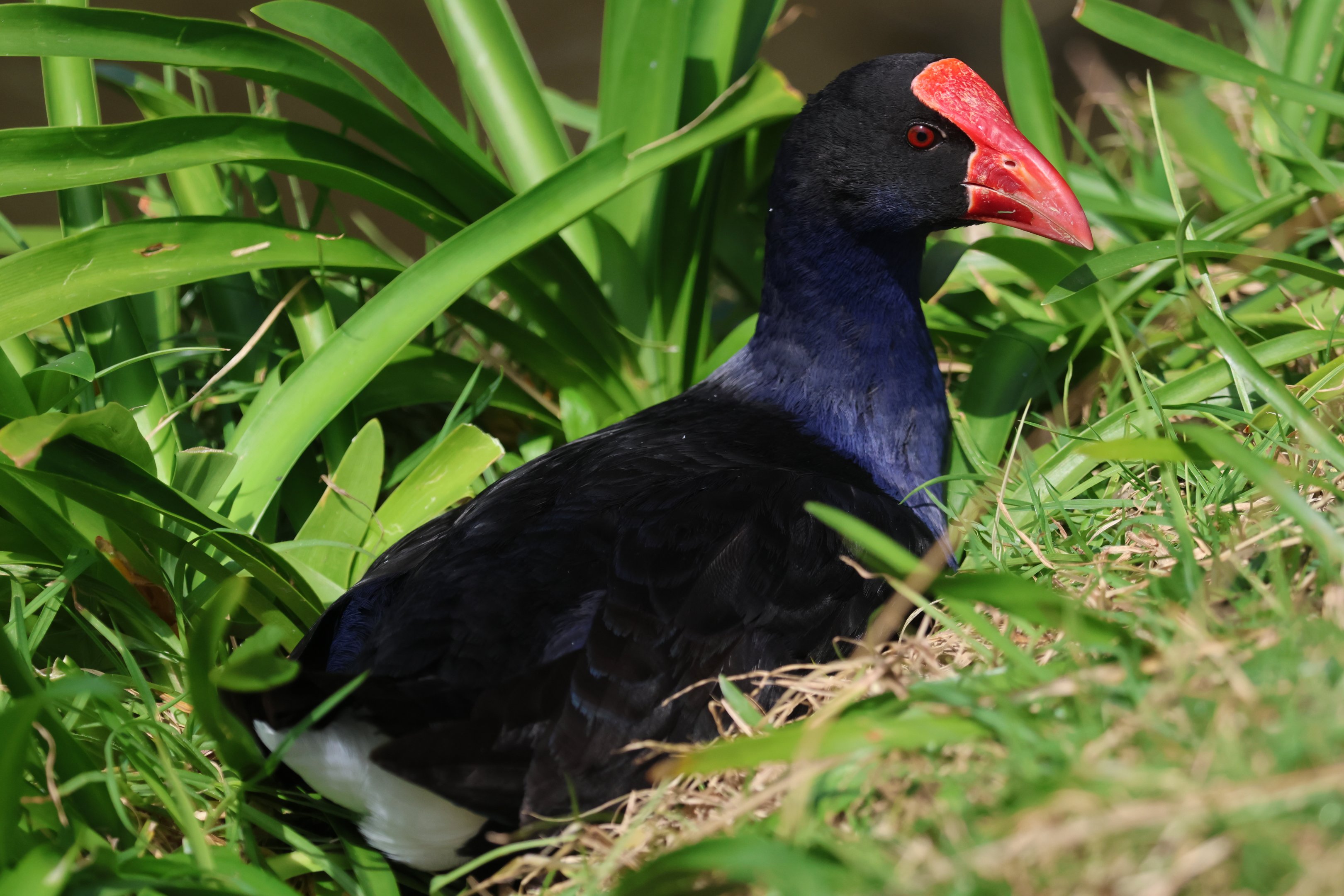 Pūkeko (Porphyrio melanotus melanotus), Waimanu Lagoons Reserve (Waikanae, Wellington)