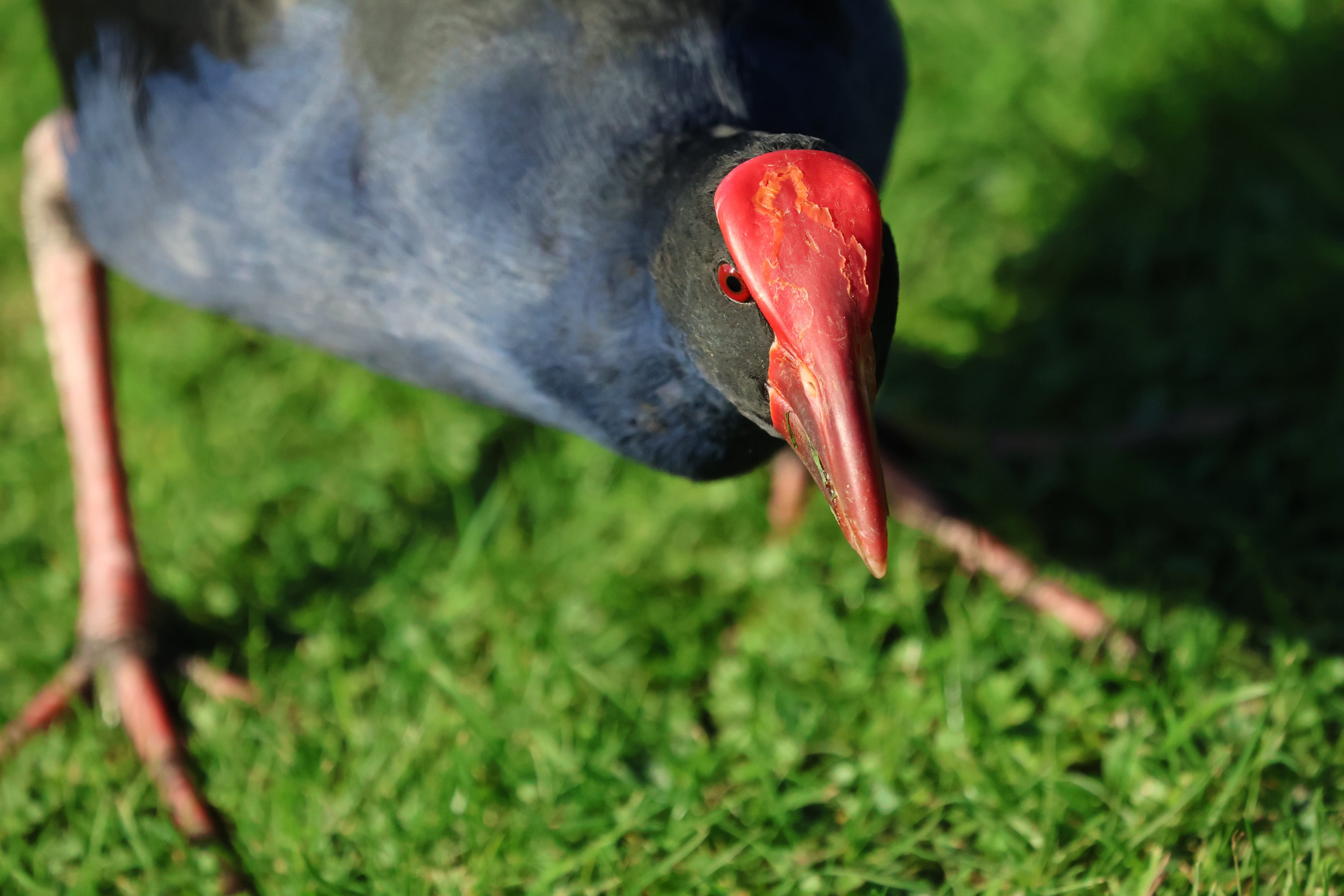 Pūkeko (Porphyrio melanotus melanotus) (wild)