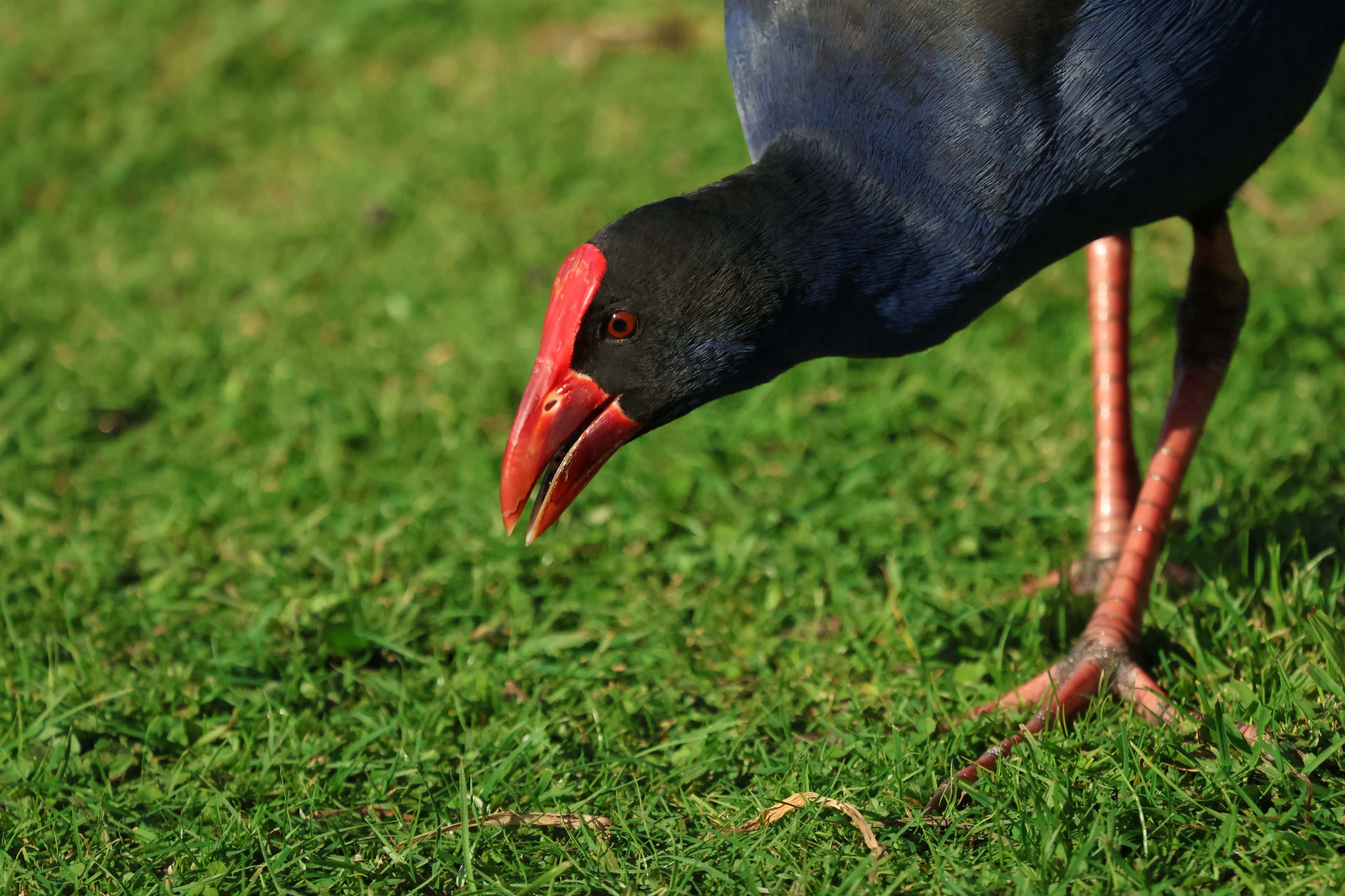 Pūkeko (Porphyrio melanotus melanotus) (wild)