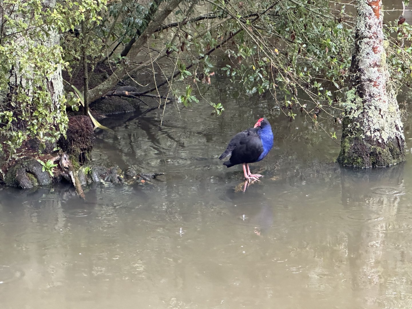 Pukeko (Porphyrio melanotus)