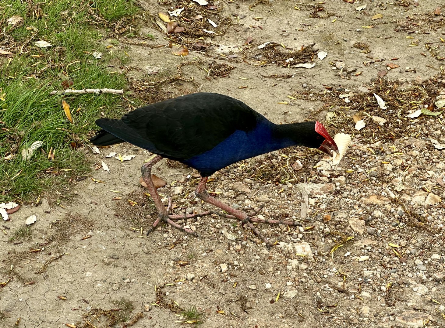 Pūkeko (Porphyrio melanotus)