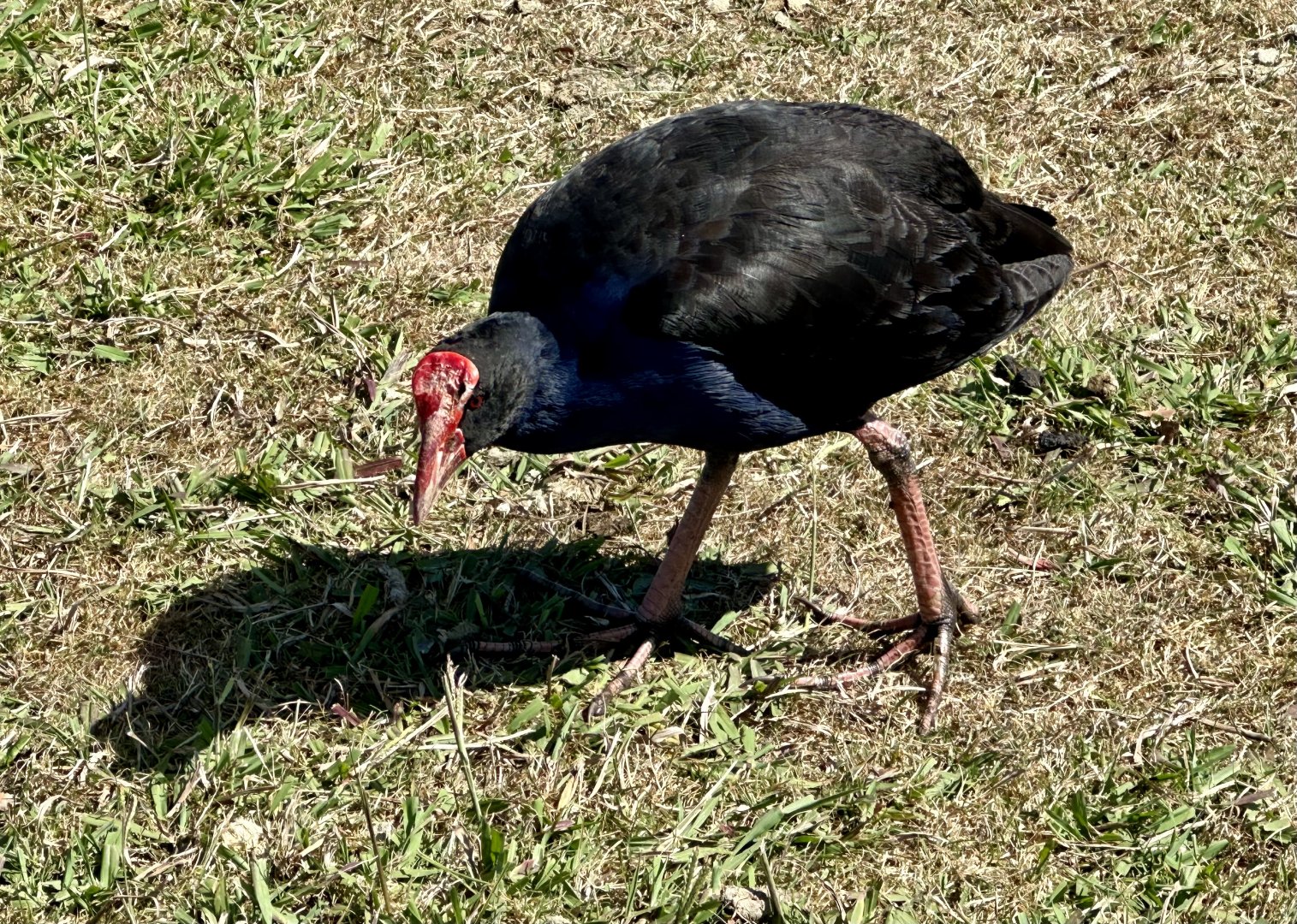 Pūkeko (Porphyrio melanotus)