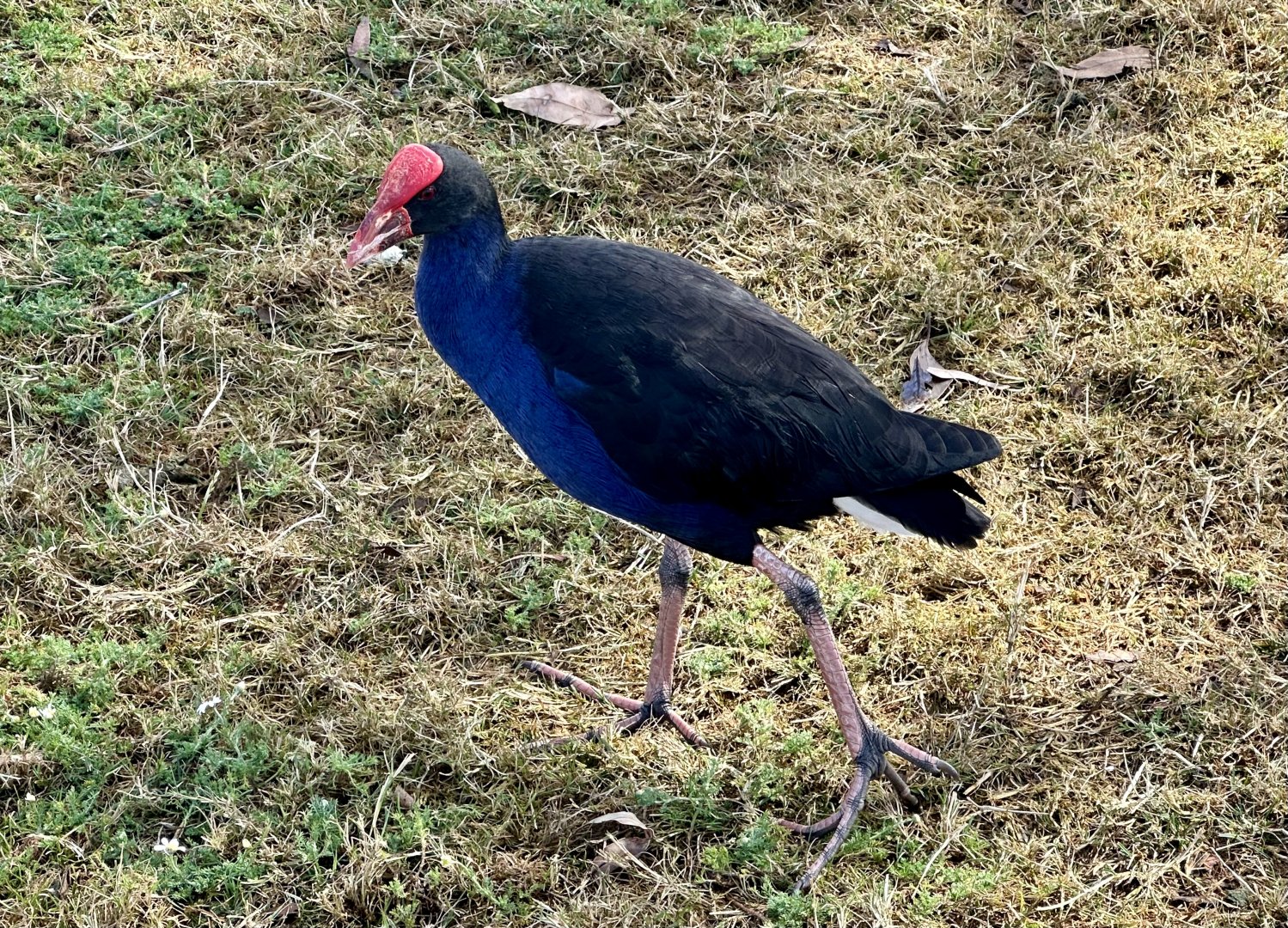 Pūkeko (Porphyrio melanotus)