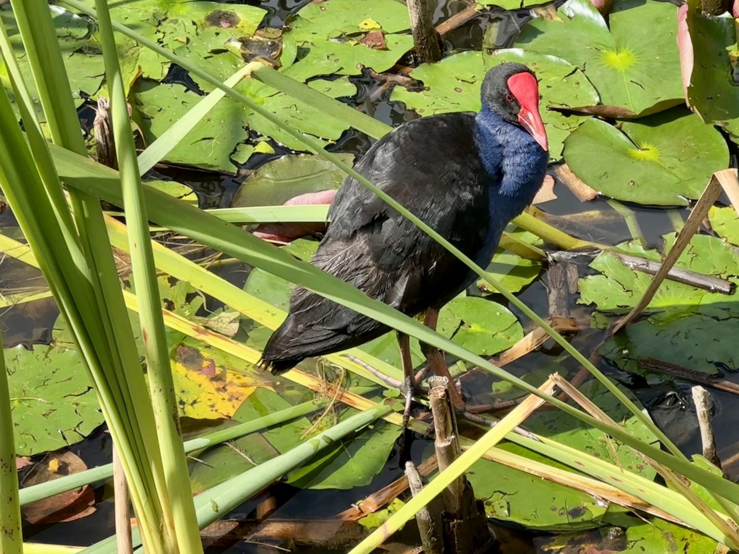 Pūkeko (Porphyrio melanotus)