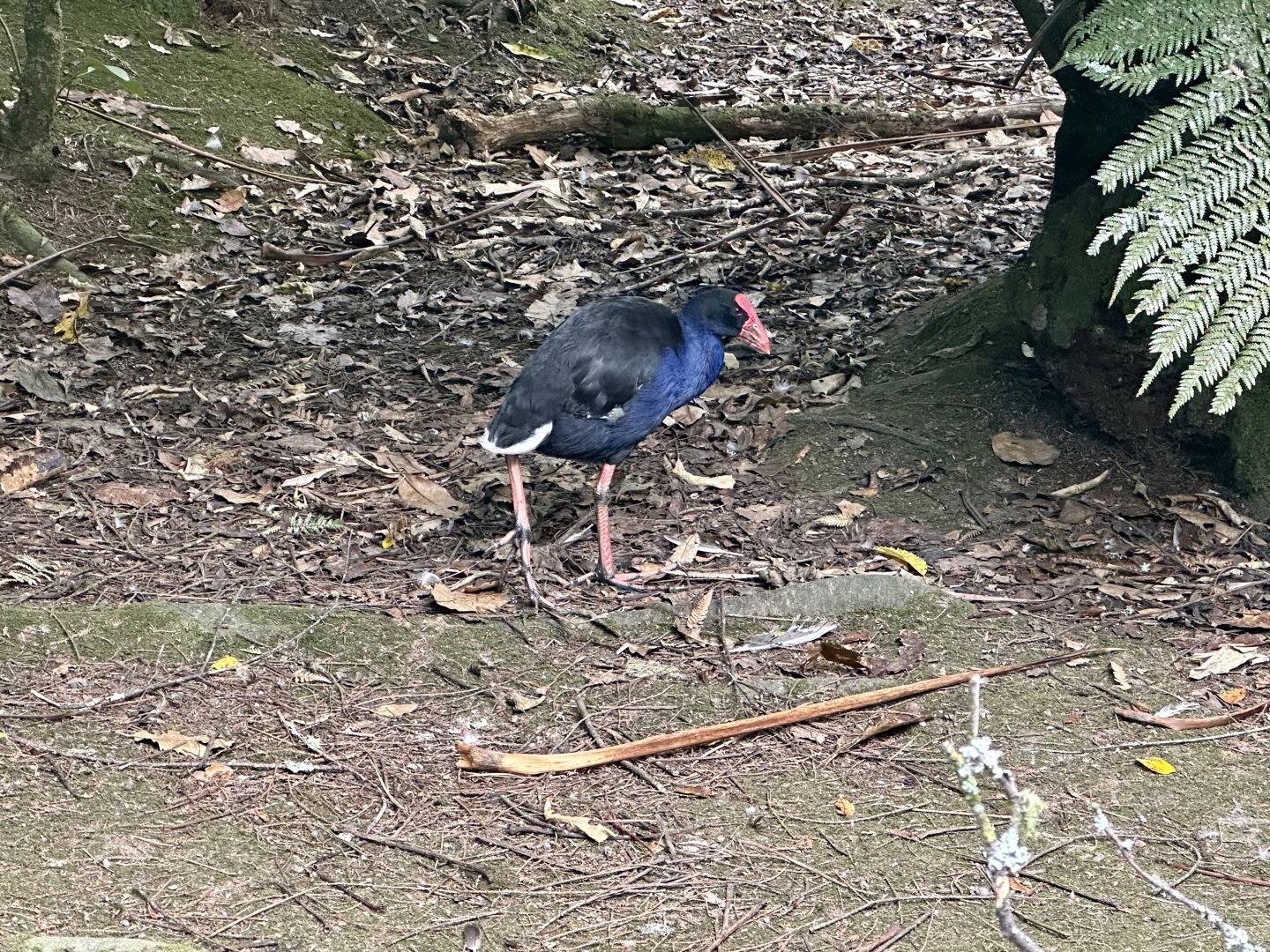 Pūkeko (Porphyrio melanotus)