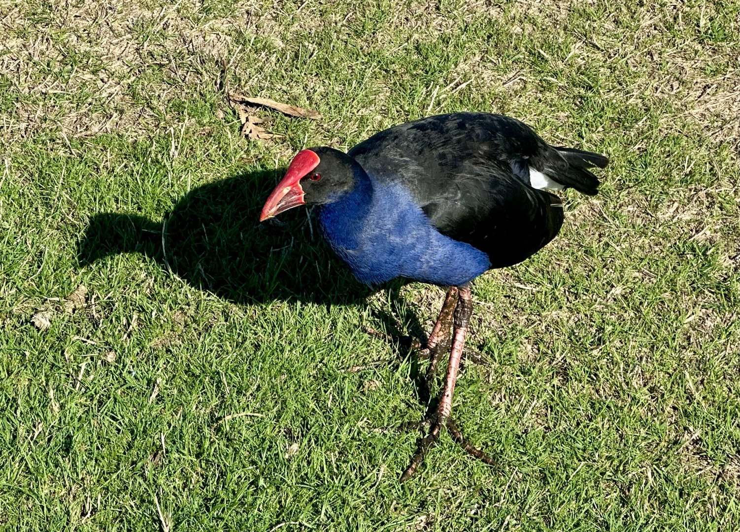 Pūkeko (Porphyrio melanotus)