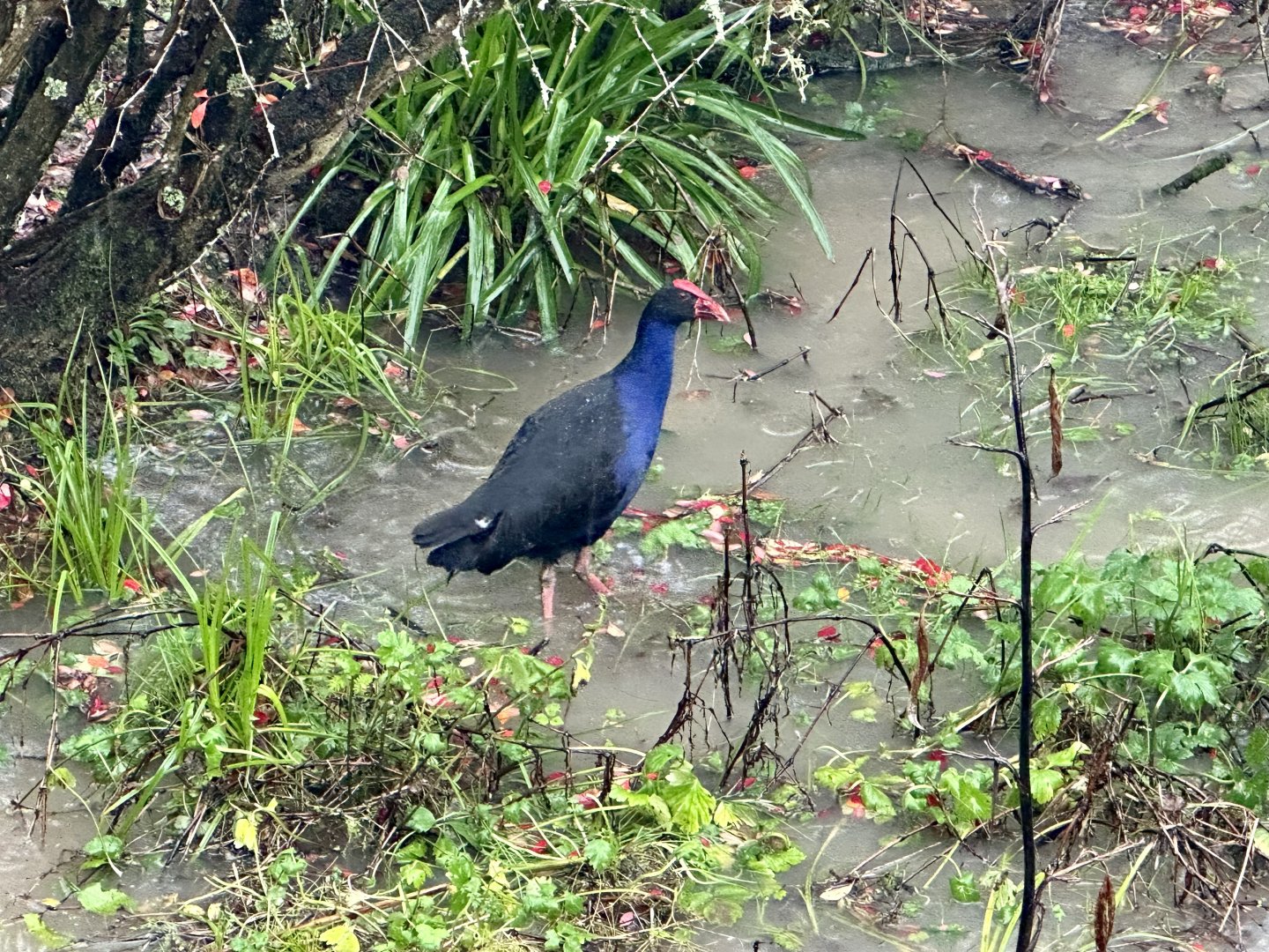 Pūkeko (Porphyrio melanotus)