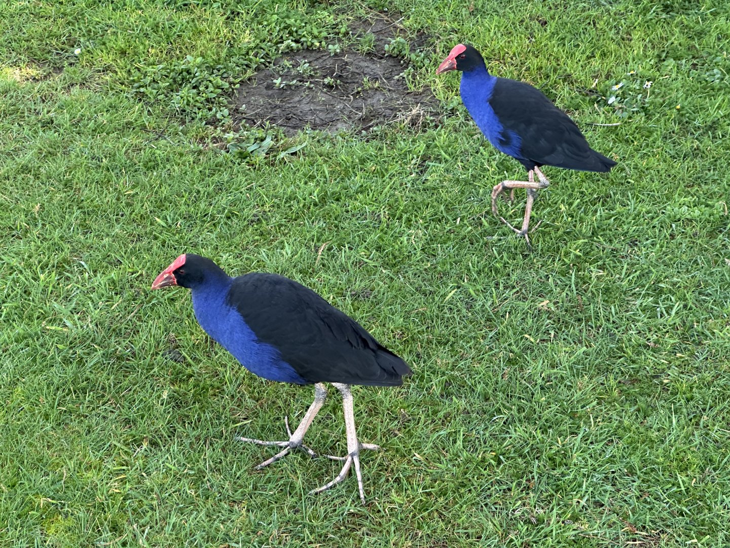 Pūkeko (Porphyrio melanotus)