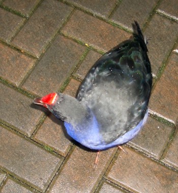 Pukeko (Porphyrio porphyrio melanotis)
