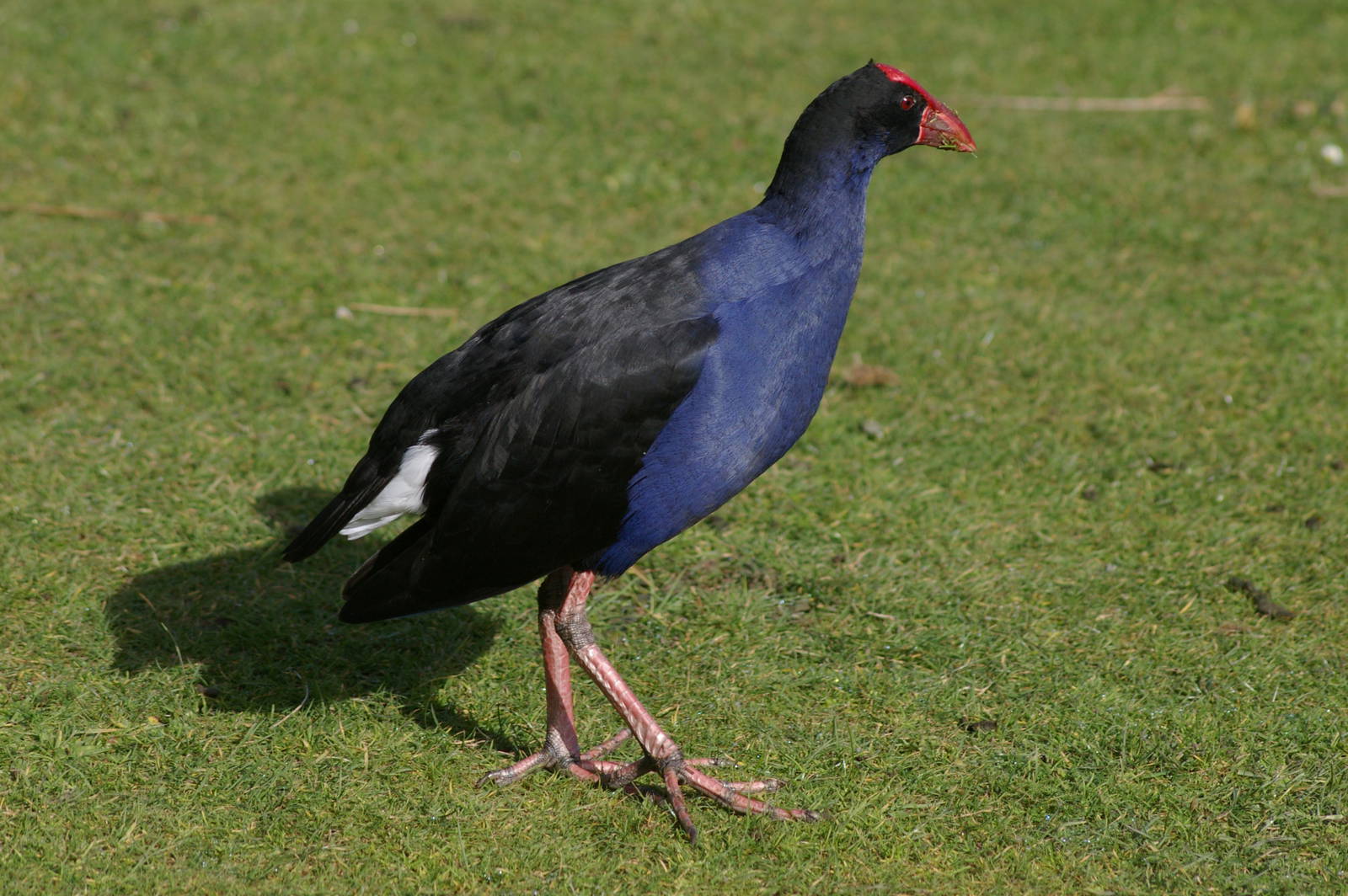 Pukeko (Porphyrio porphyrio melanotus)