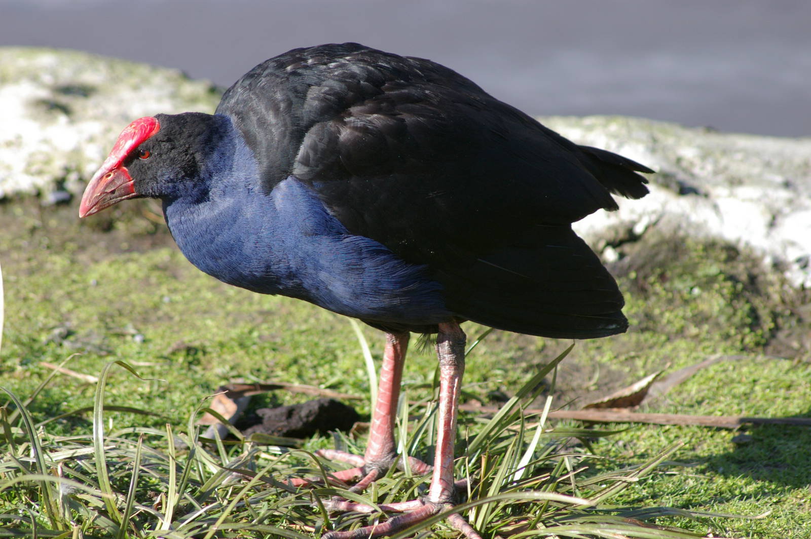 Pukeko (Porphyrio porphyrio melanotus)