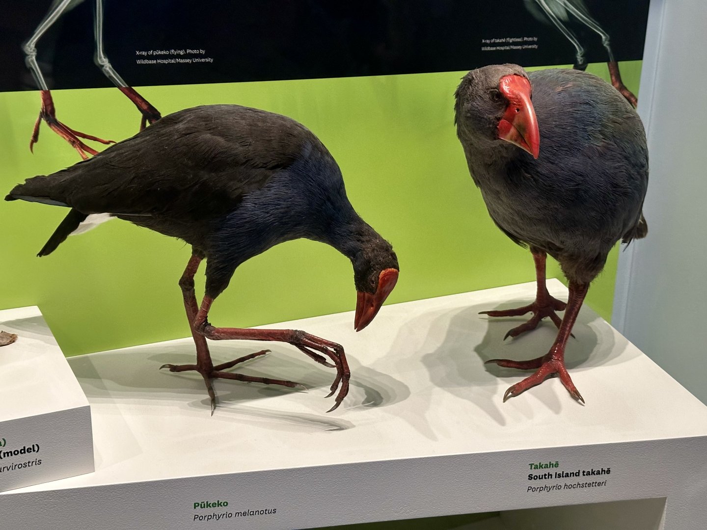 Pukeko/South Island Takahe