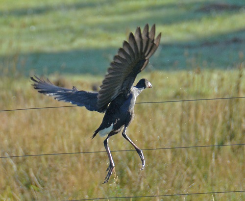 Pukeko  (swamp hen)