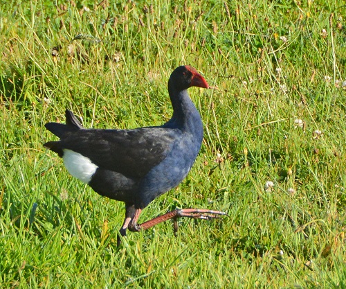 Pukeko.