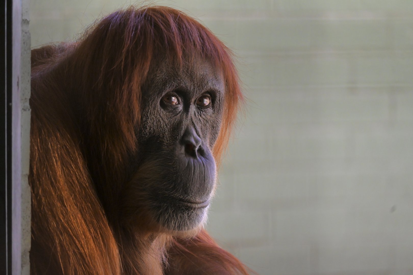 Pulang-Sumatran Orangutan-2025