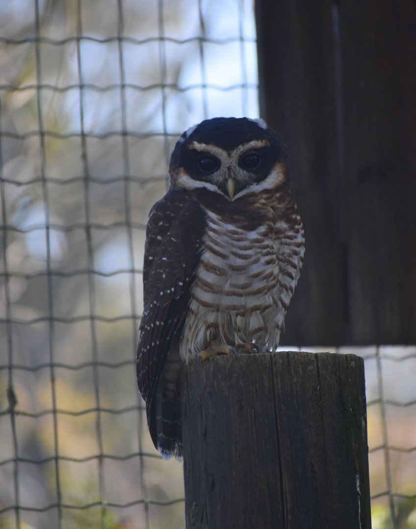 Pulsatrix melanota - Band-bellied Owl