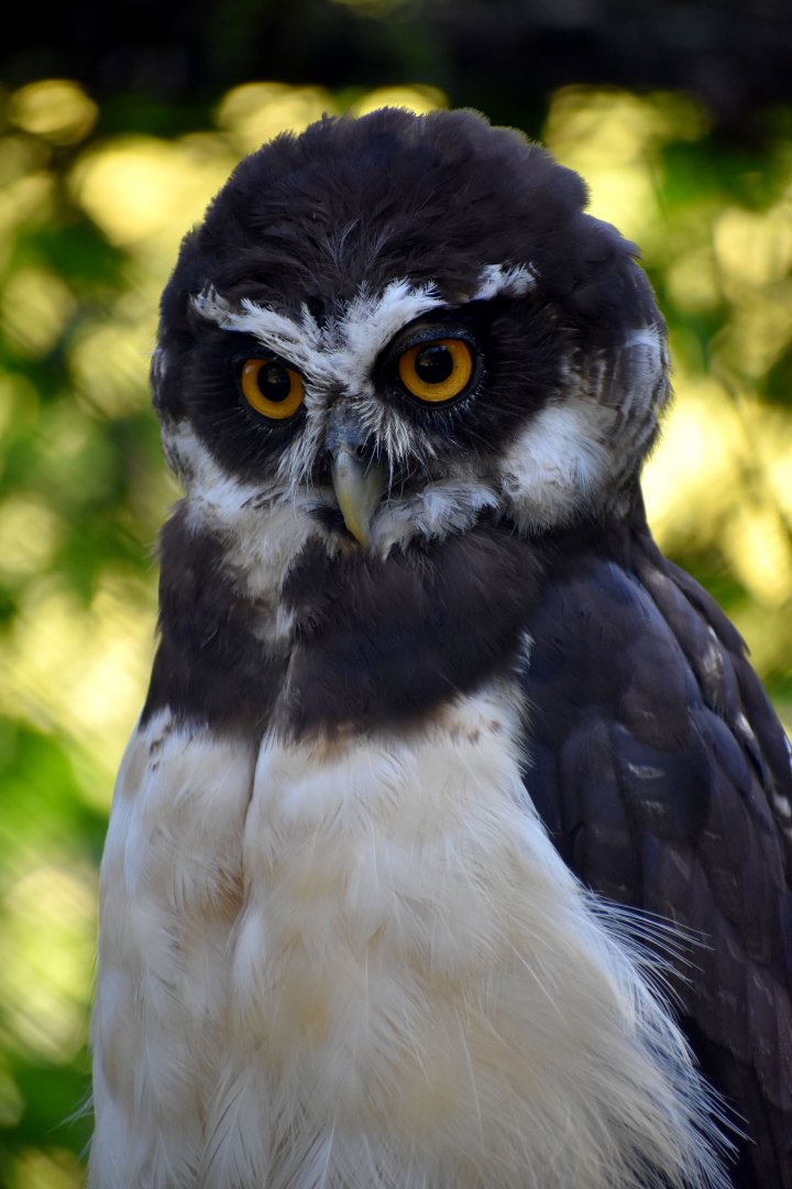 Pulsatrix perspicillata - Spectacled Owl / Zoo d'Upie 2024