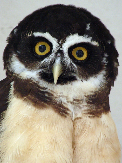 Pulsatrix perspicillata / Spectacled owl