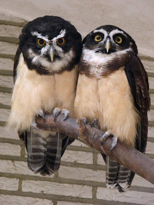 Pulsatrix perspicillata / Spectacled owl
