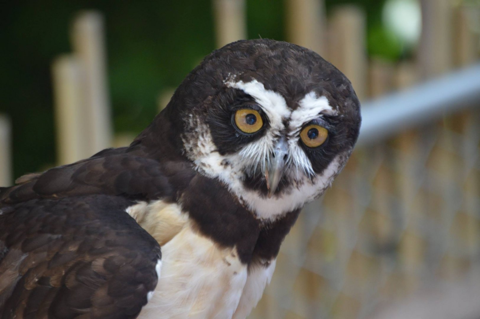 Pulsatrix perspicillata ssp.