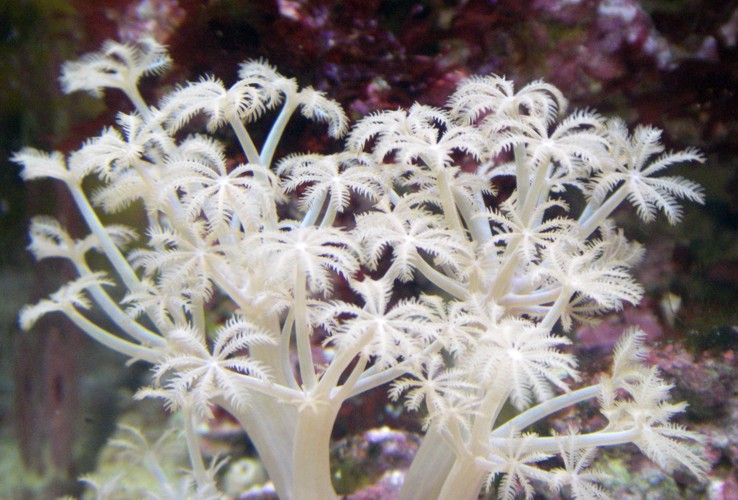 Pulsing xenia, pumping coral (Xenia umbellata)