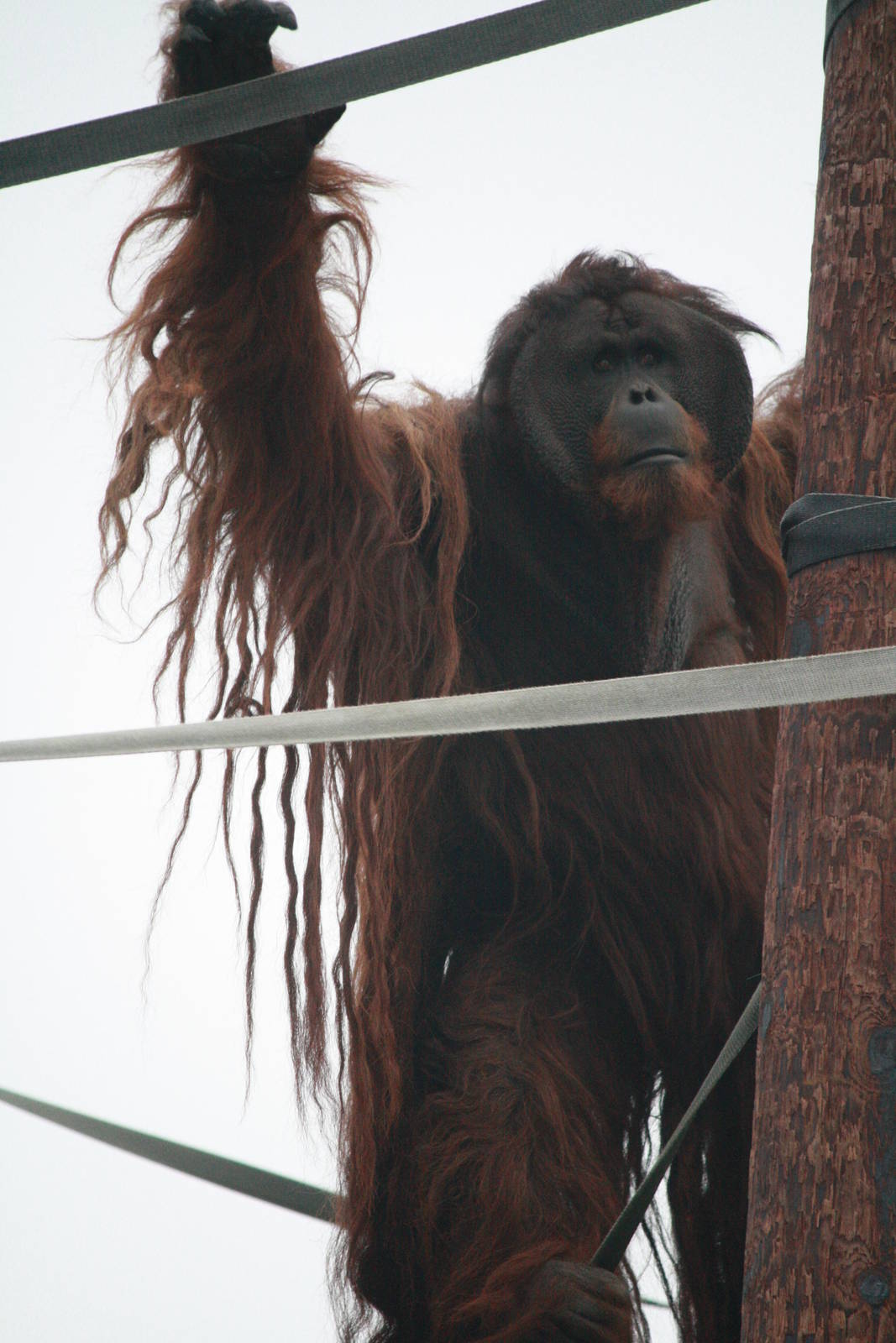 Puluh - 20 November 2010