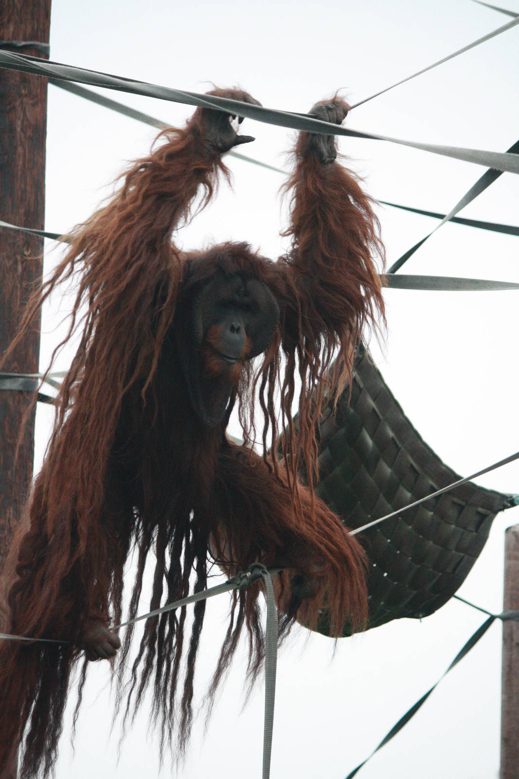 Puluh - 20 November 2010