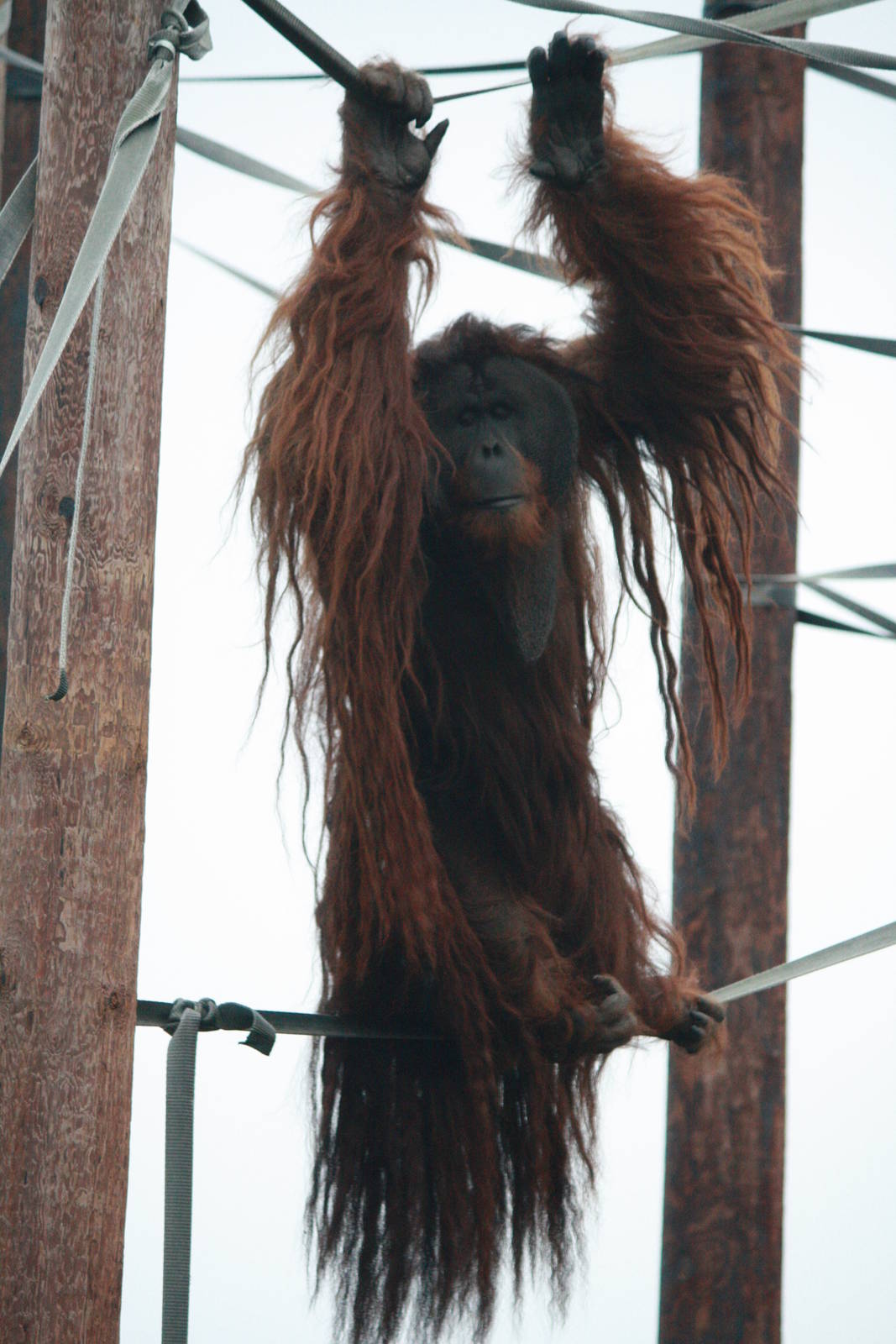 Puluh - 20 November 2010