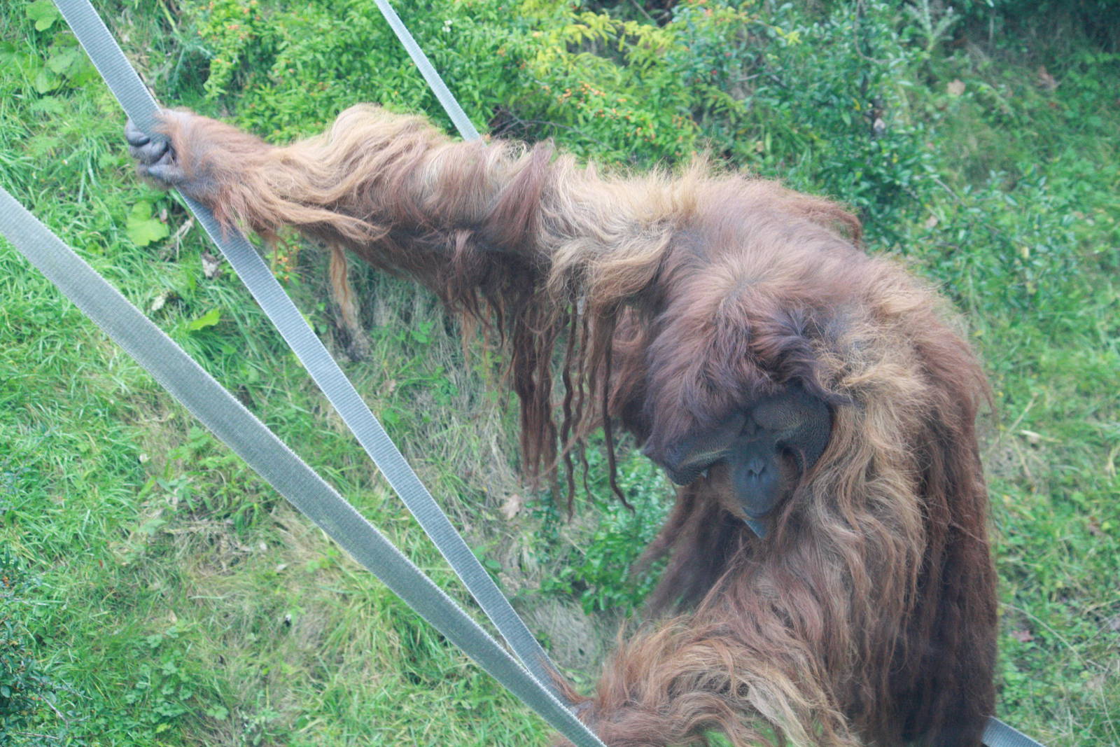 Puluh - 20 November 2010