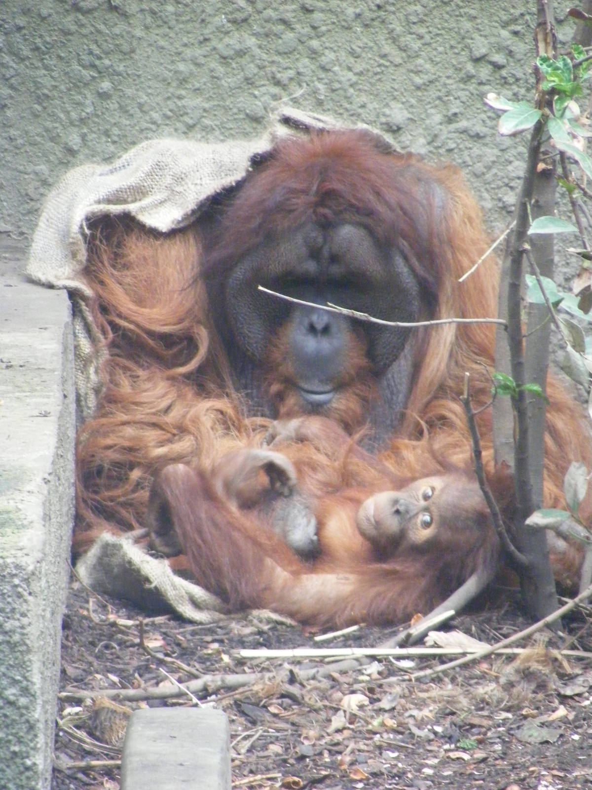 Puluh and infant orang - 6 April 2009