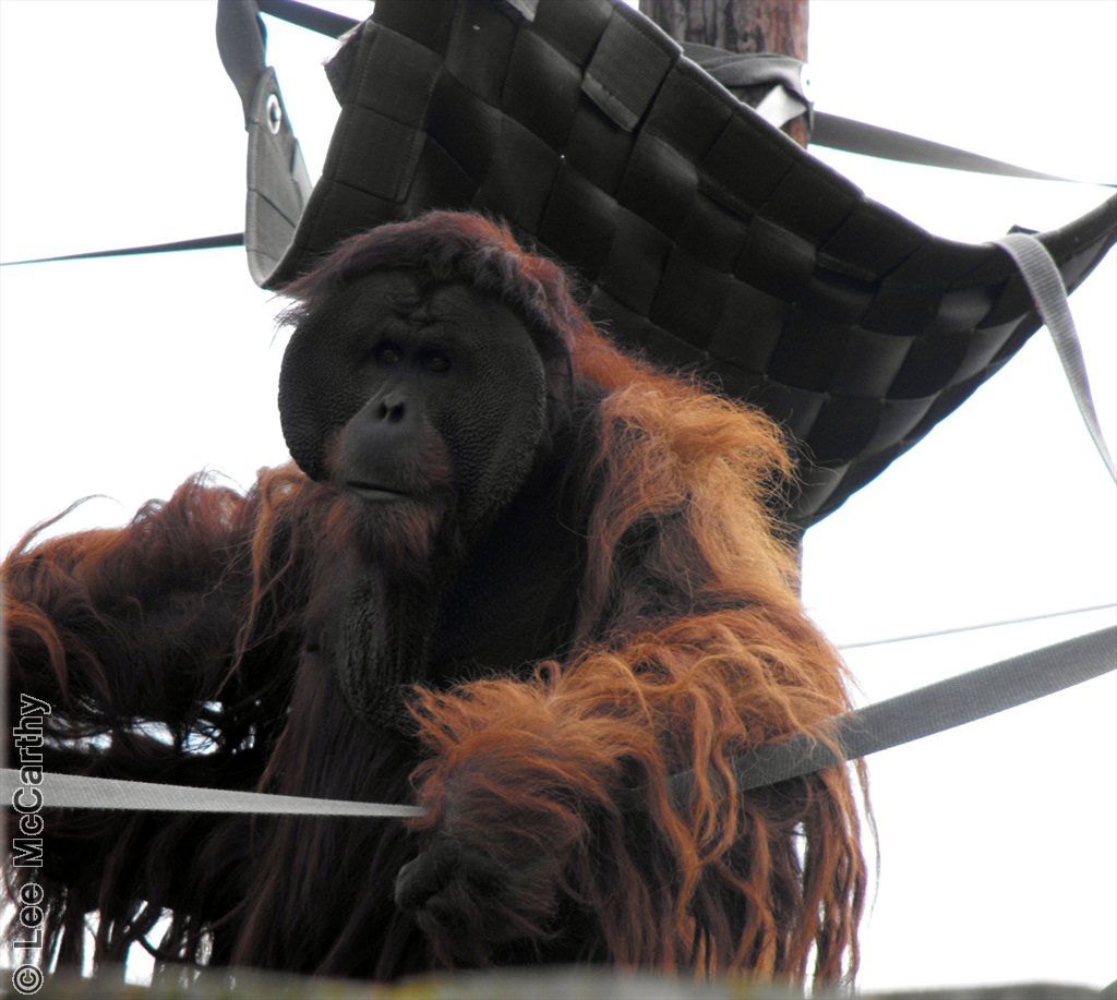 Puluh Male Sumutran Orangutan October 2010