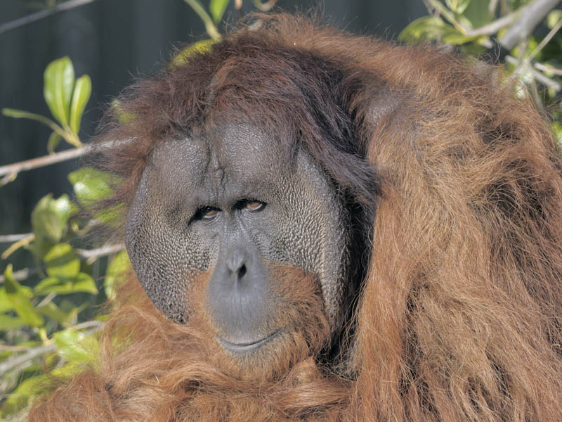Puluh, Sumatran orang utan