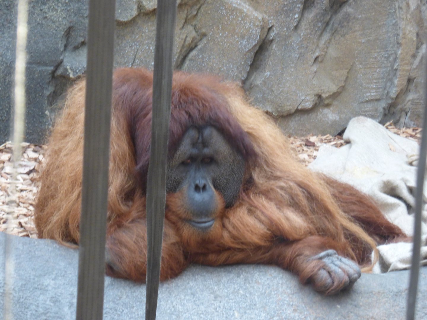 Puluh (Sumatran Orang-utan)