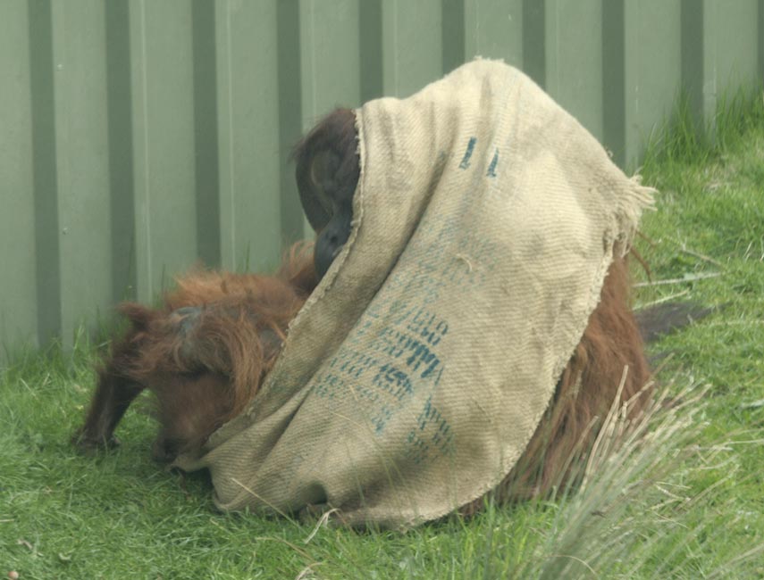 Puluh - Sumatran orangutan and one of his 6 children