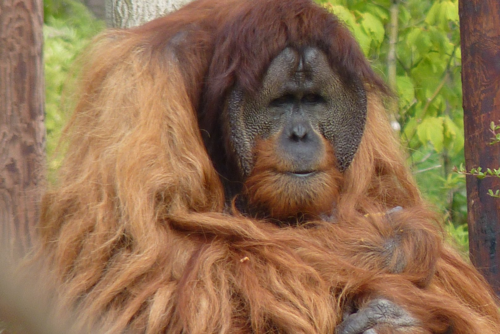 Puluh, Sumatran Orangutan, September 2017