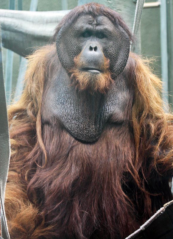 Puluh - Sumatran orangutan