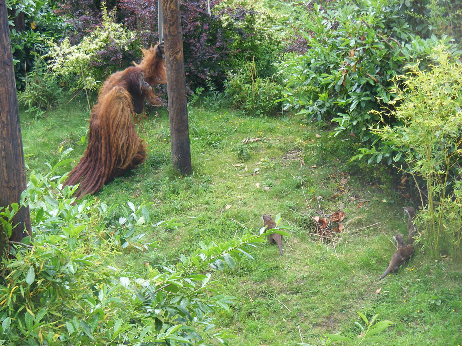 Puluh the Sumatran orangutan and Asian short-clawed otters at Chester Zoo,