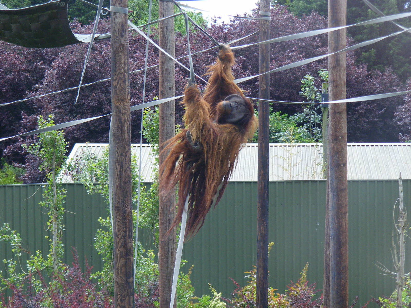Puluh the Sumatran orangutan at Chester Zoo, 15 June 2011
