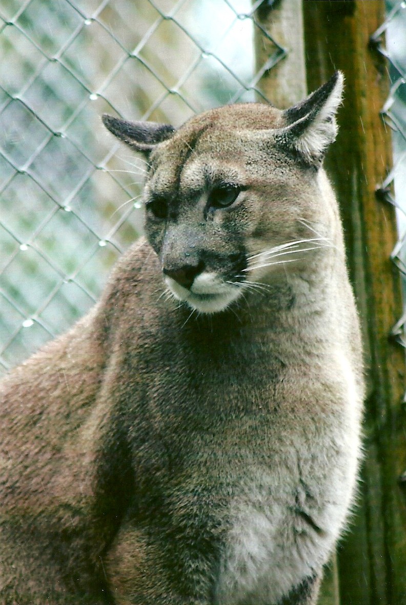 Puma 12th September 2012