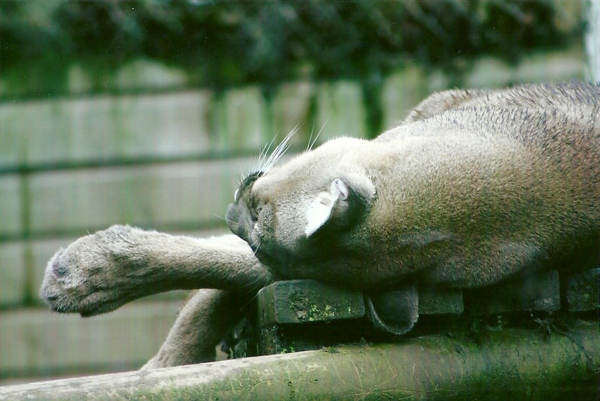 Puma 12th September 2012