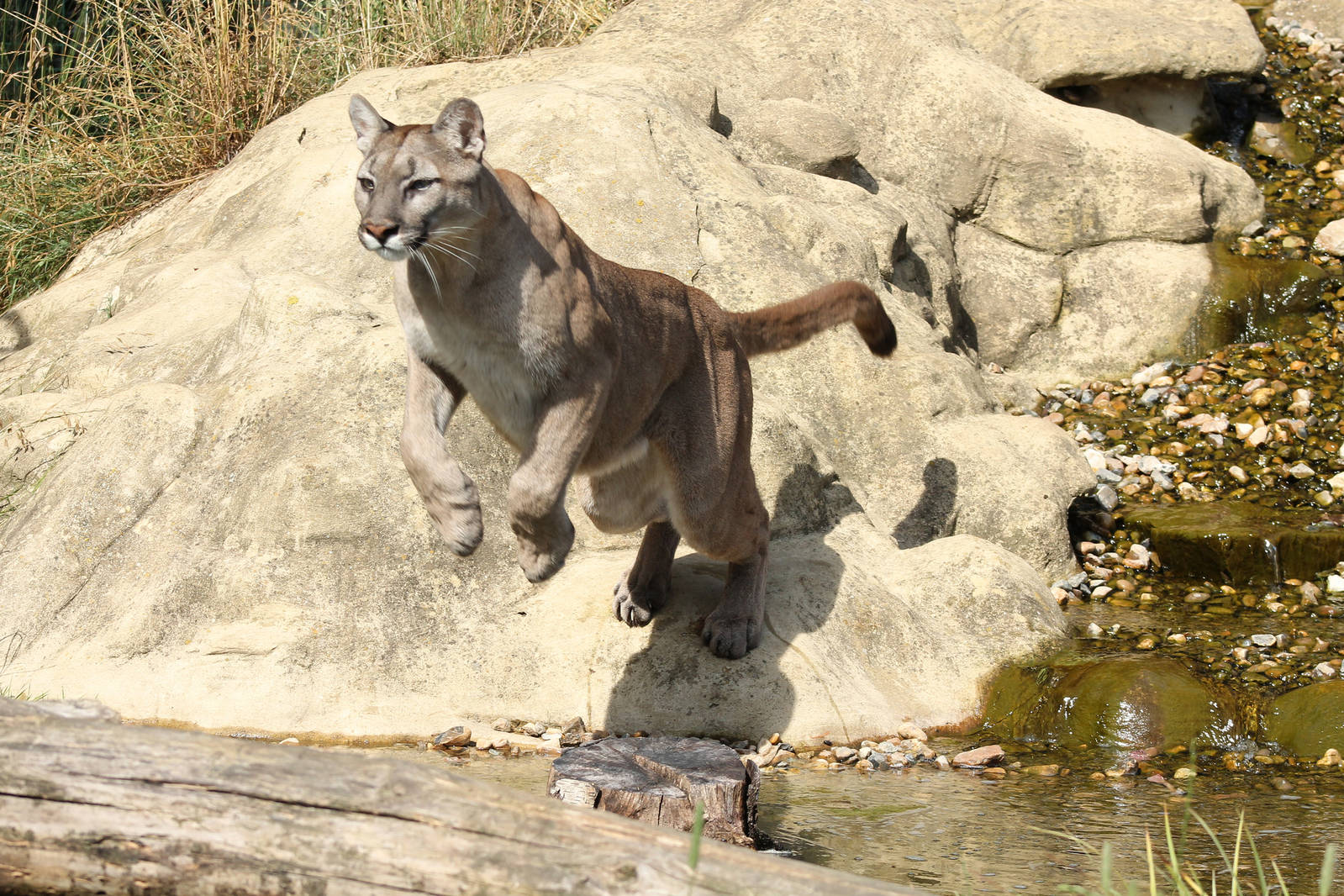 Puma - 3rd August 2013