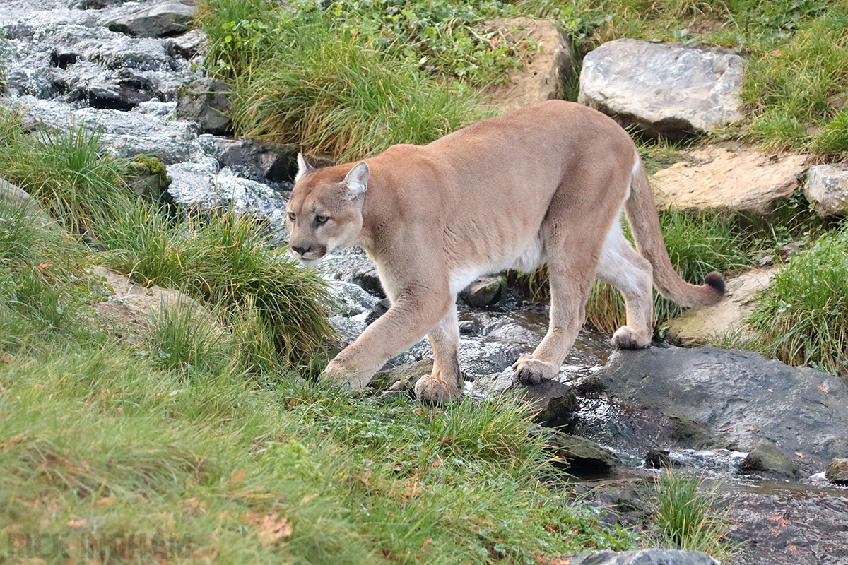 Puma - 4th January 2020