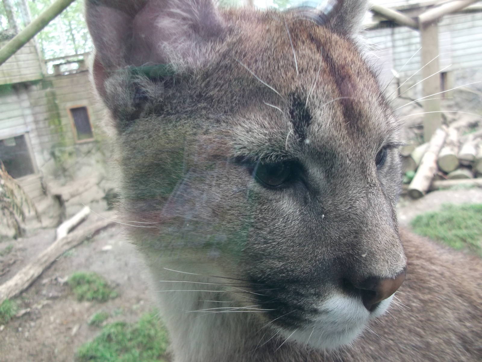 Puma again !! 12/4/2014