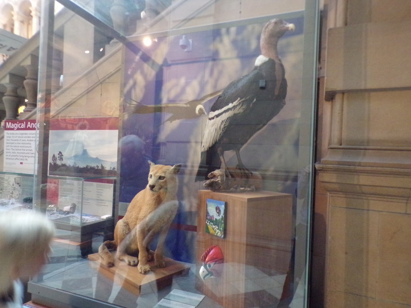 Puma and Andean condor(taken at Kelvingrove museum) 12.2.24