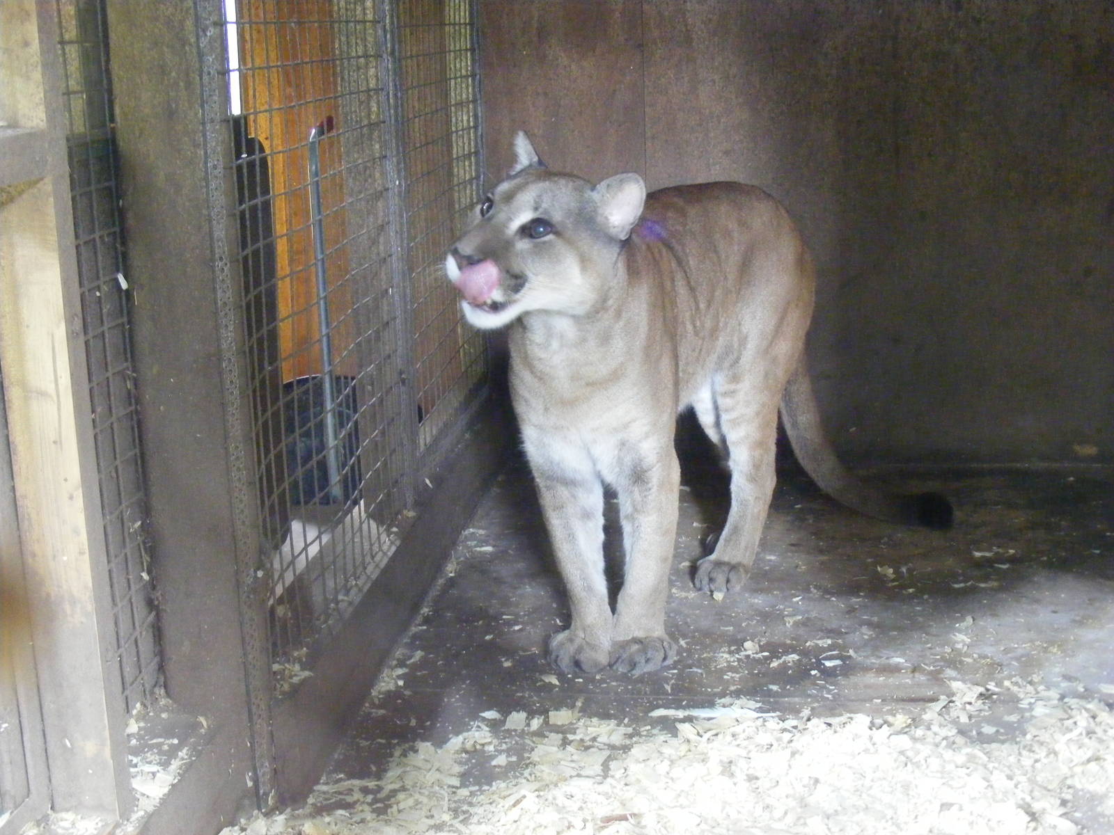 Puma at Amazona Zoo, 15 September 2010