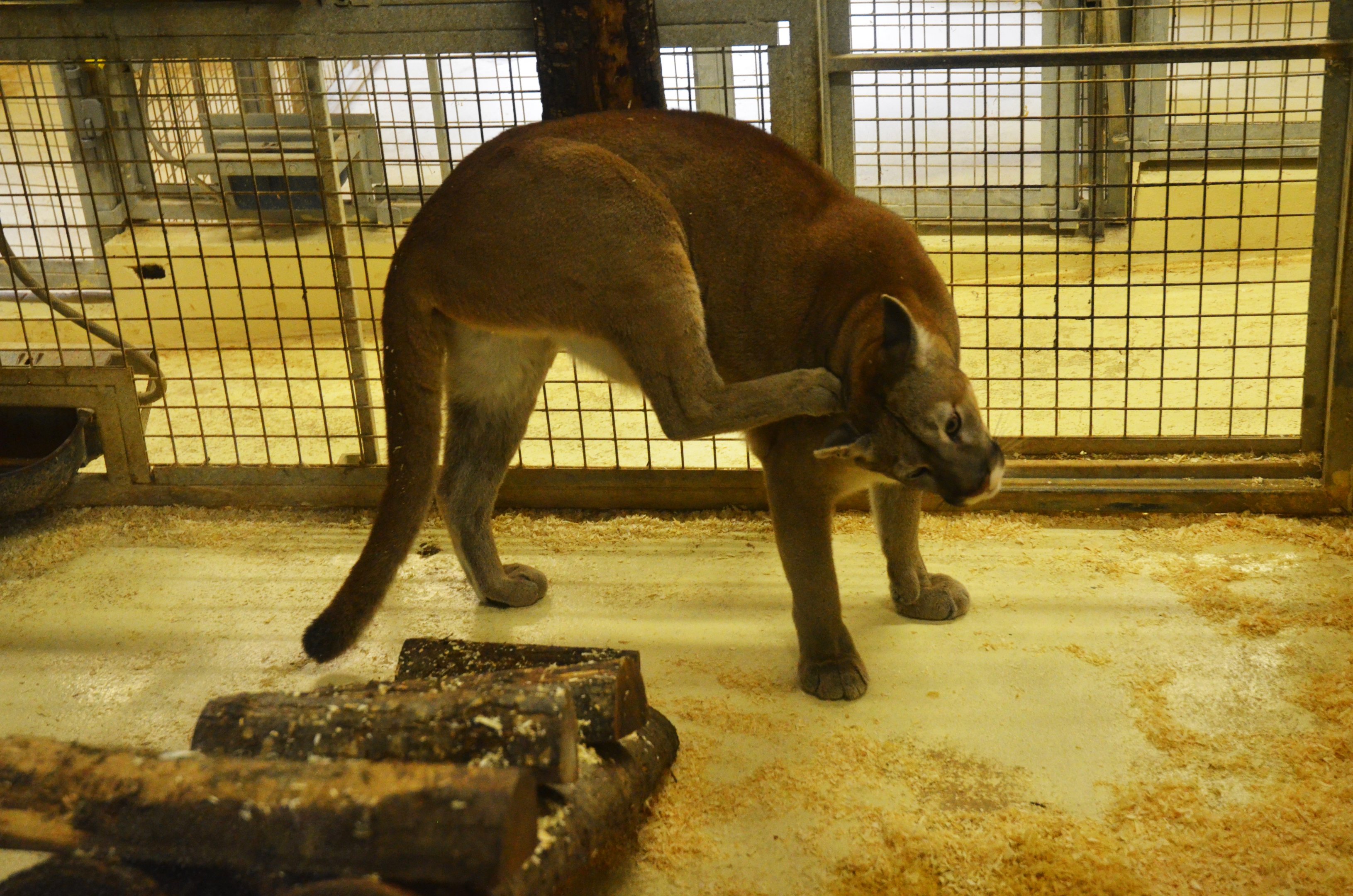 Puma at Beauval, 12/06/18