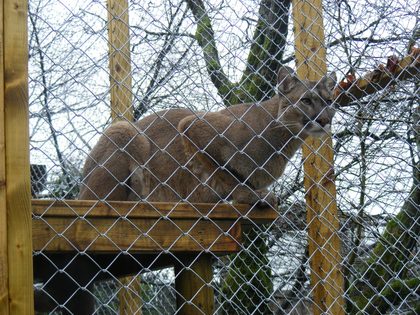 Puma at Exmoor Zoo, 29 December 2010