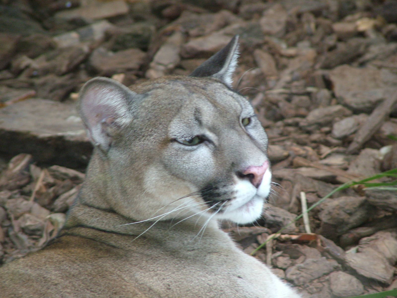Puma at Jungle Park (Las Aguilas), 13/11/10