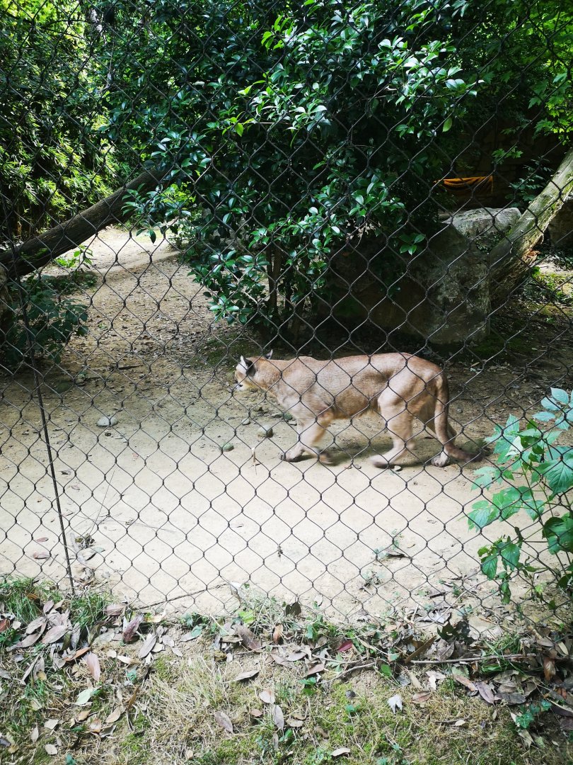 Puma at le Cornelle