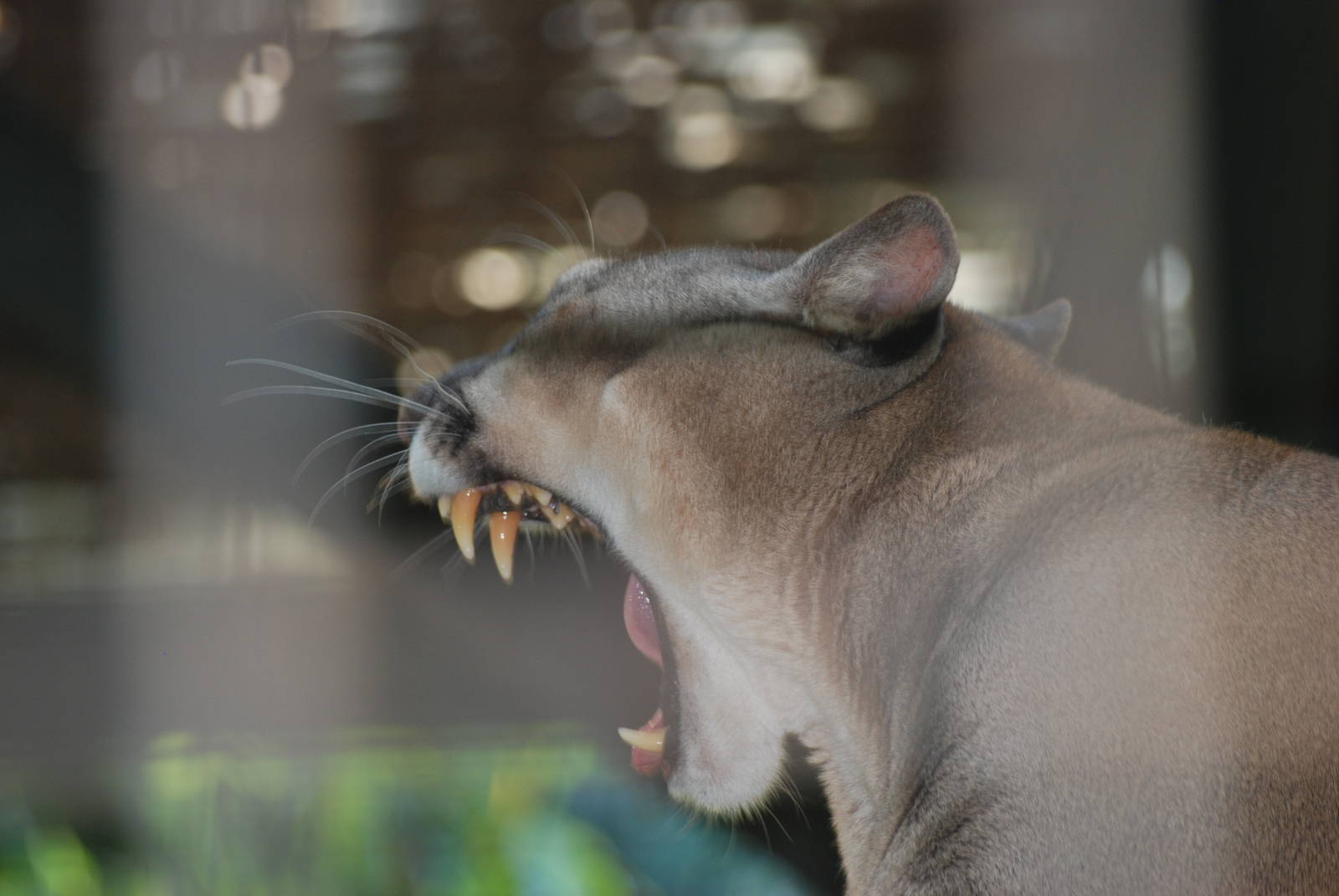 Puma at Lisbon Zoo, 24/05/11